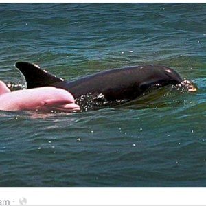 Meet your Posher, Brandy